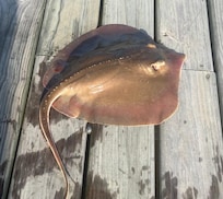 Our first sting ray!