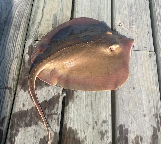 Our first sting ray!
