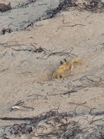 Local wildlife