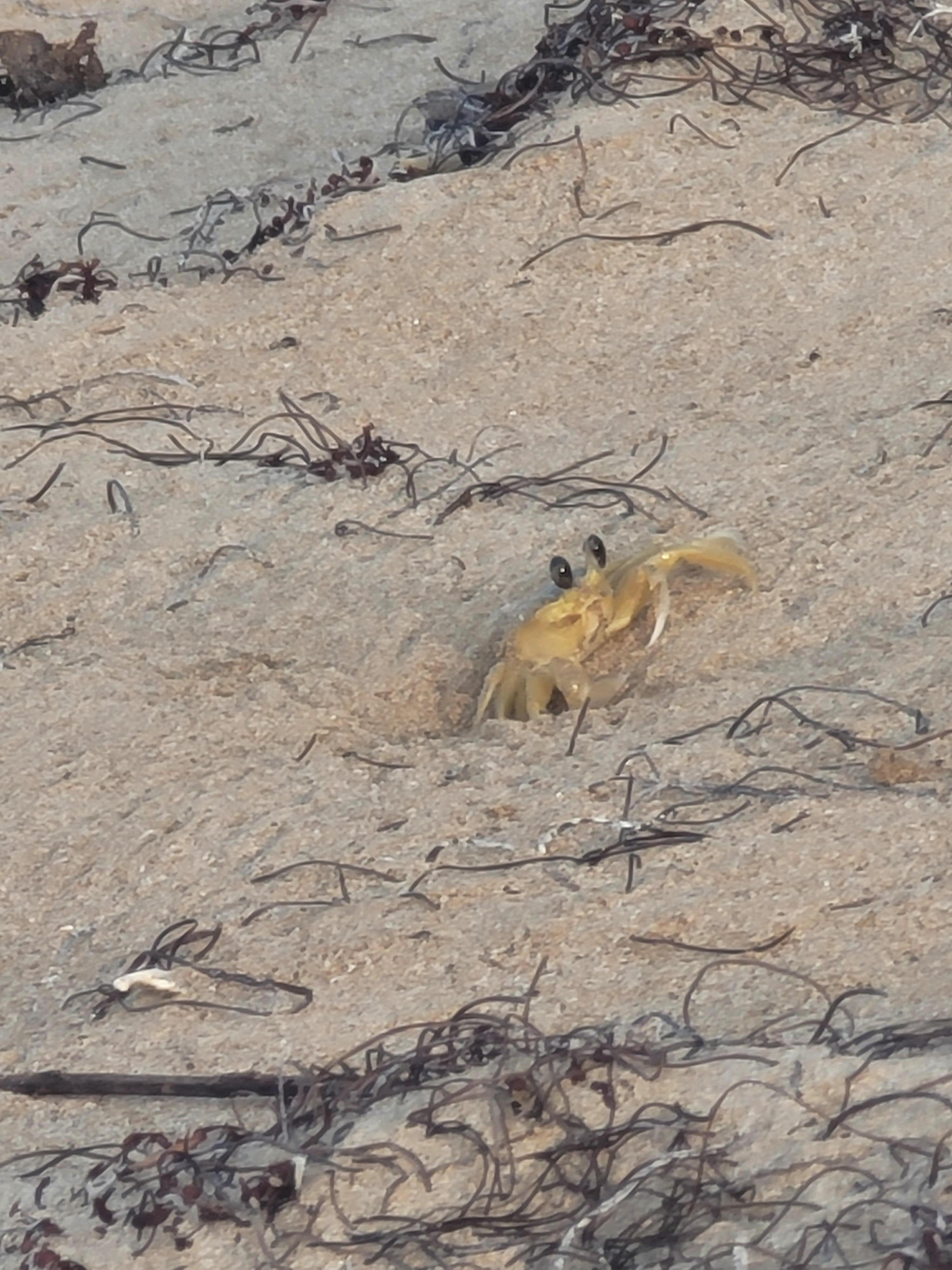 Local wildlife
