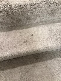 Dirty carpet