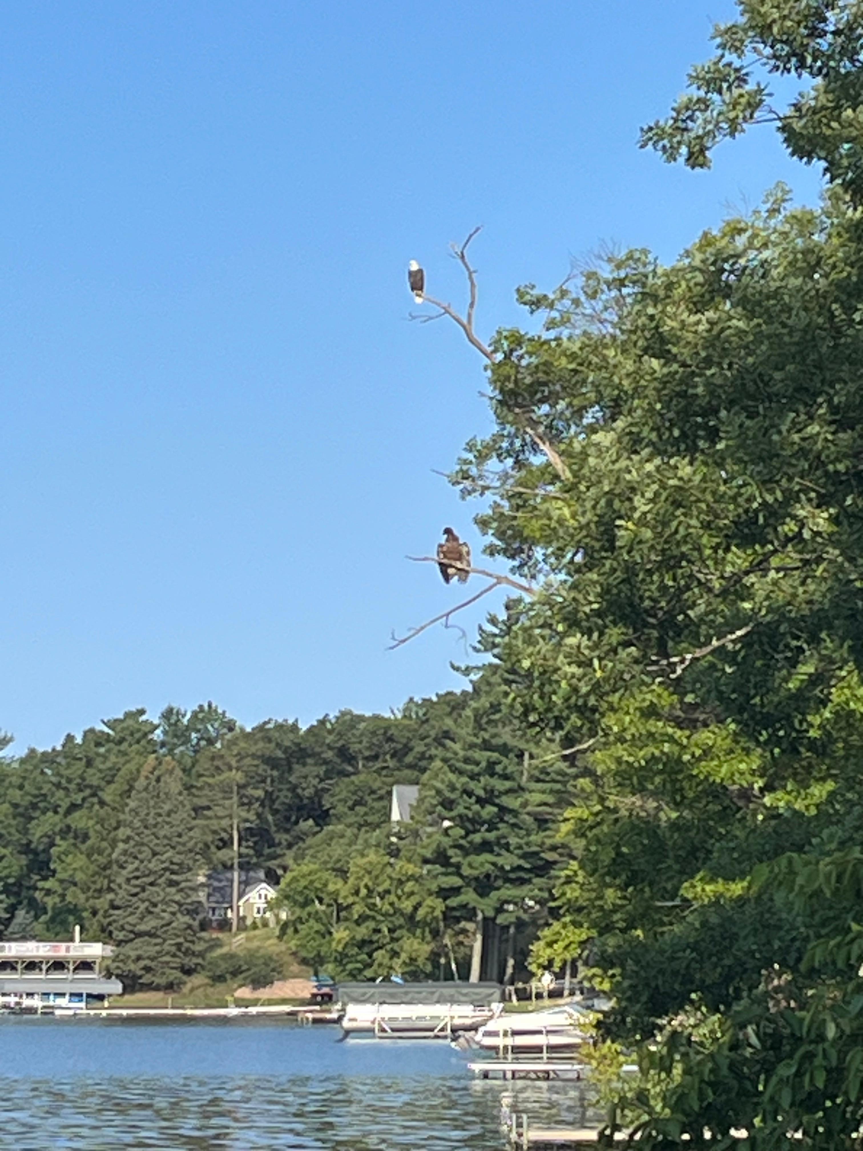 Majestic eagle and eaglet below on branch.