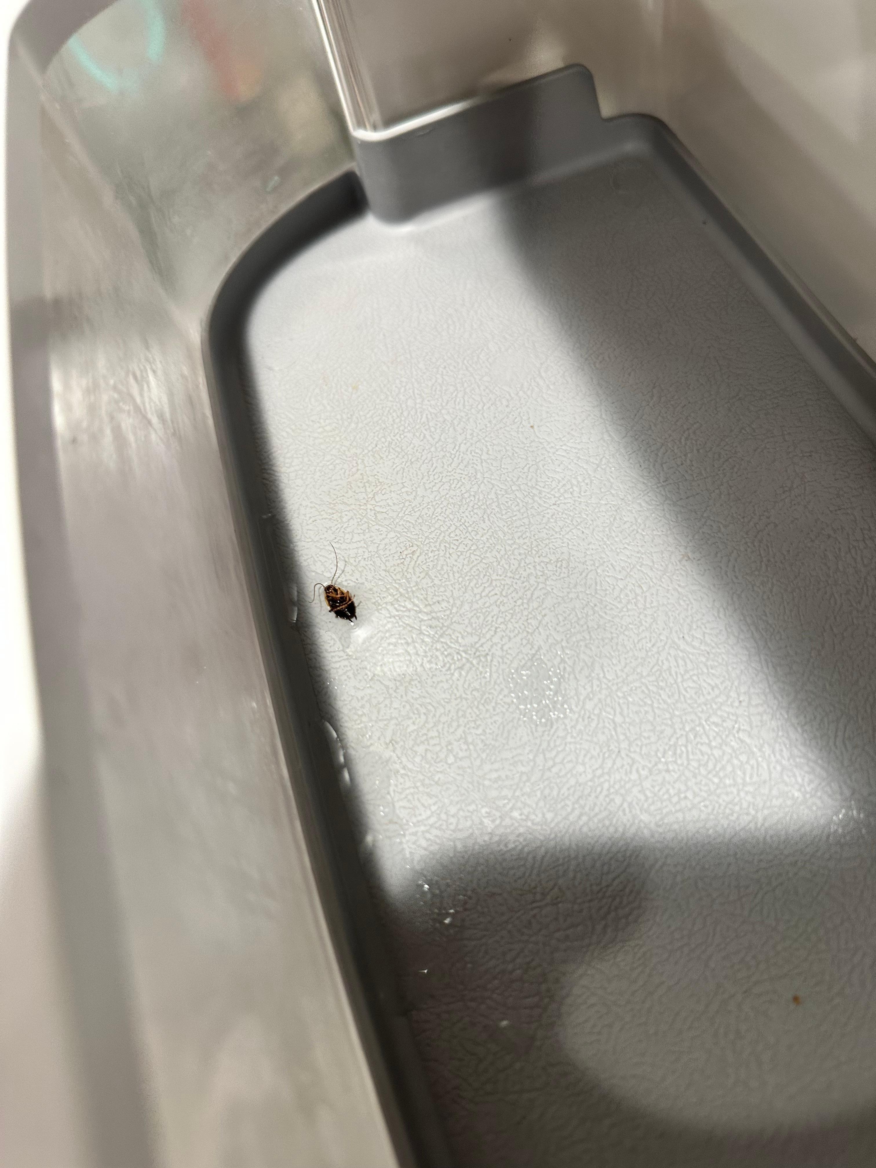 Dead bug in the “clean” refrigerator. 
