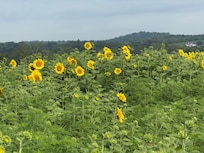 sunflower field days away from full bloom
