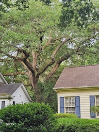 Live oak next door