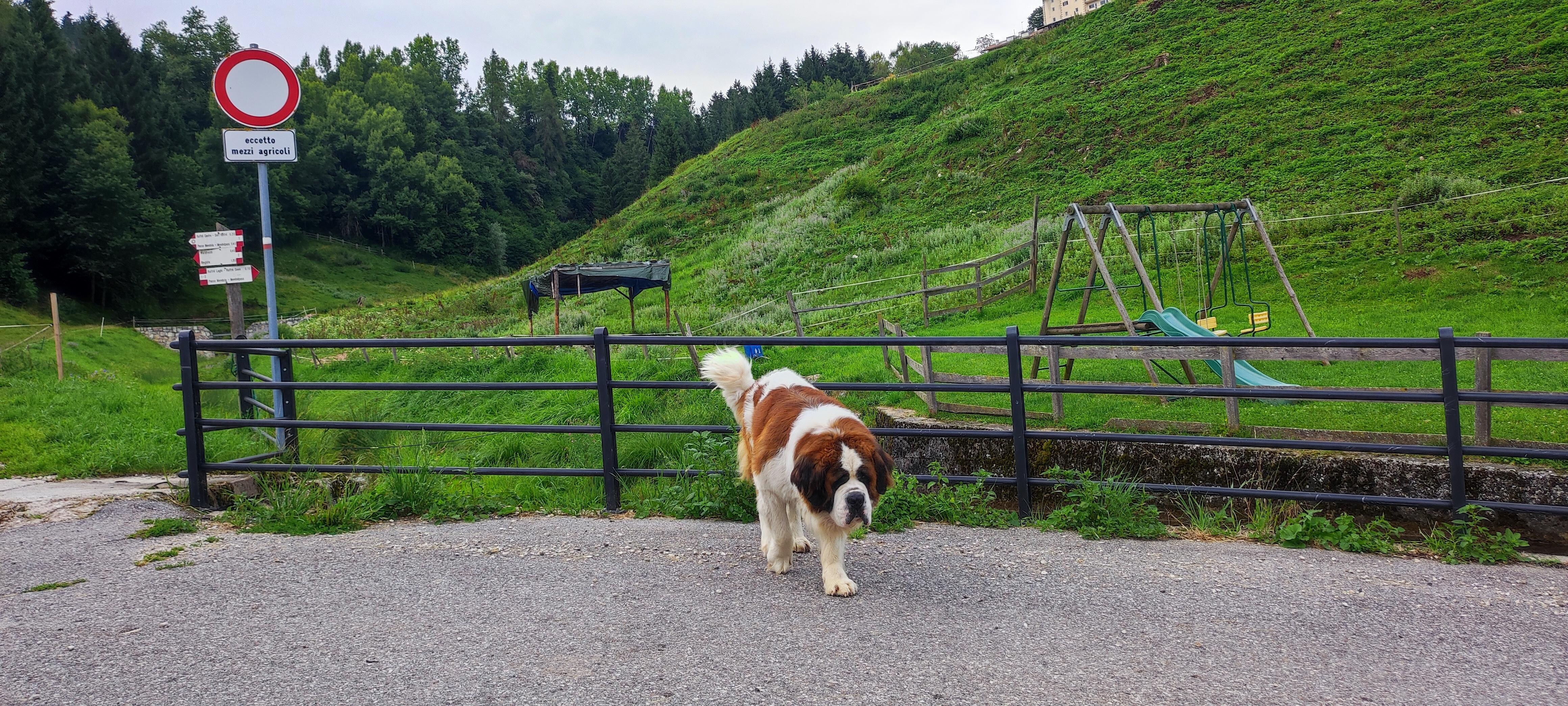 Hundi am Bauernhof ruffree Seen