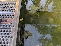 a starfish seen from the dock behind the house