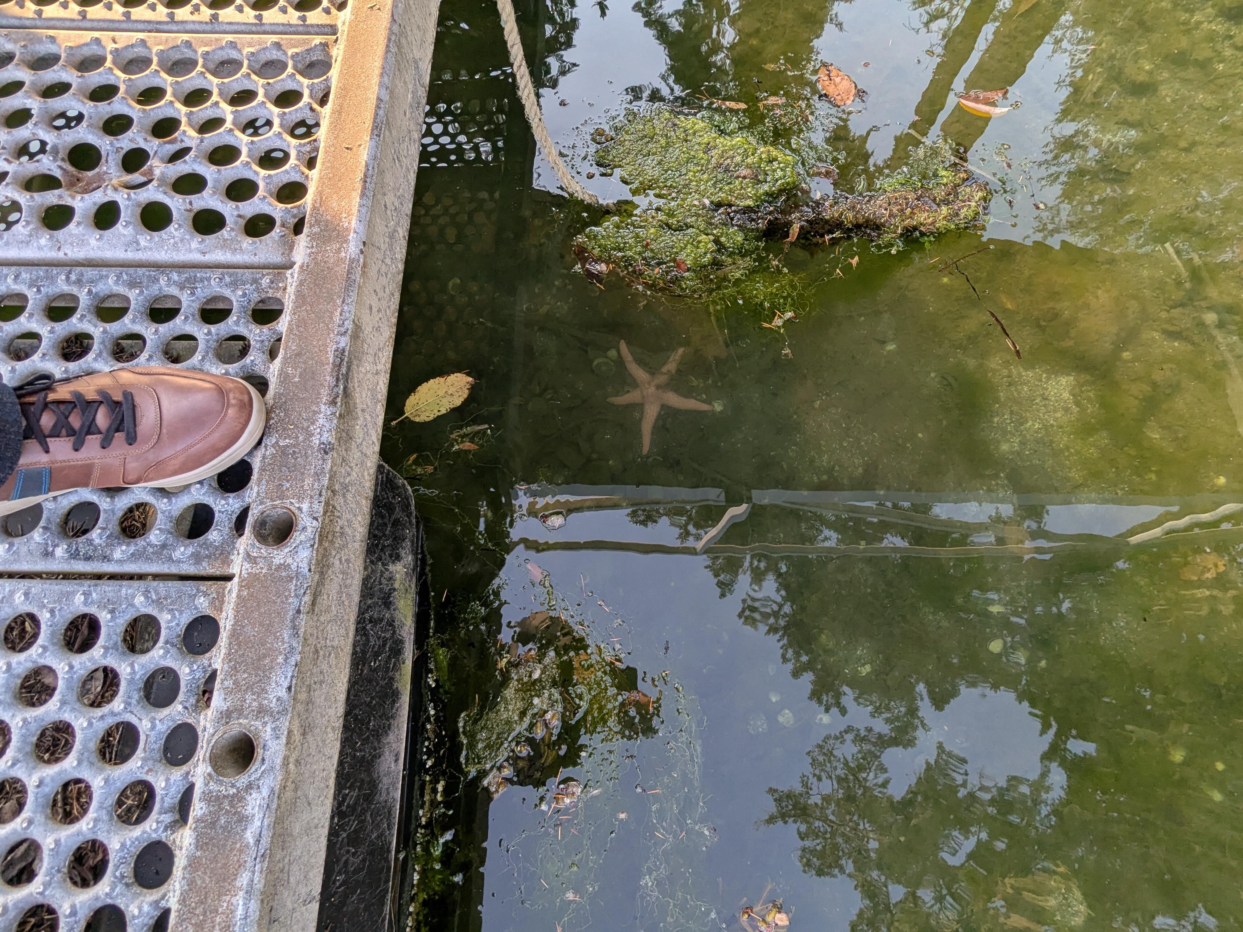 a starfish seen from the dock behind the house