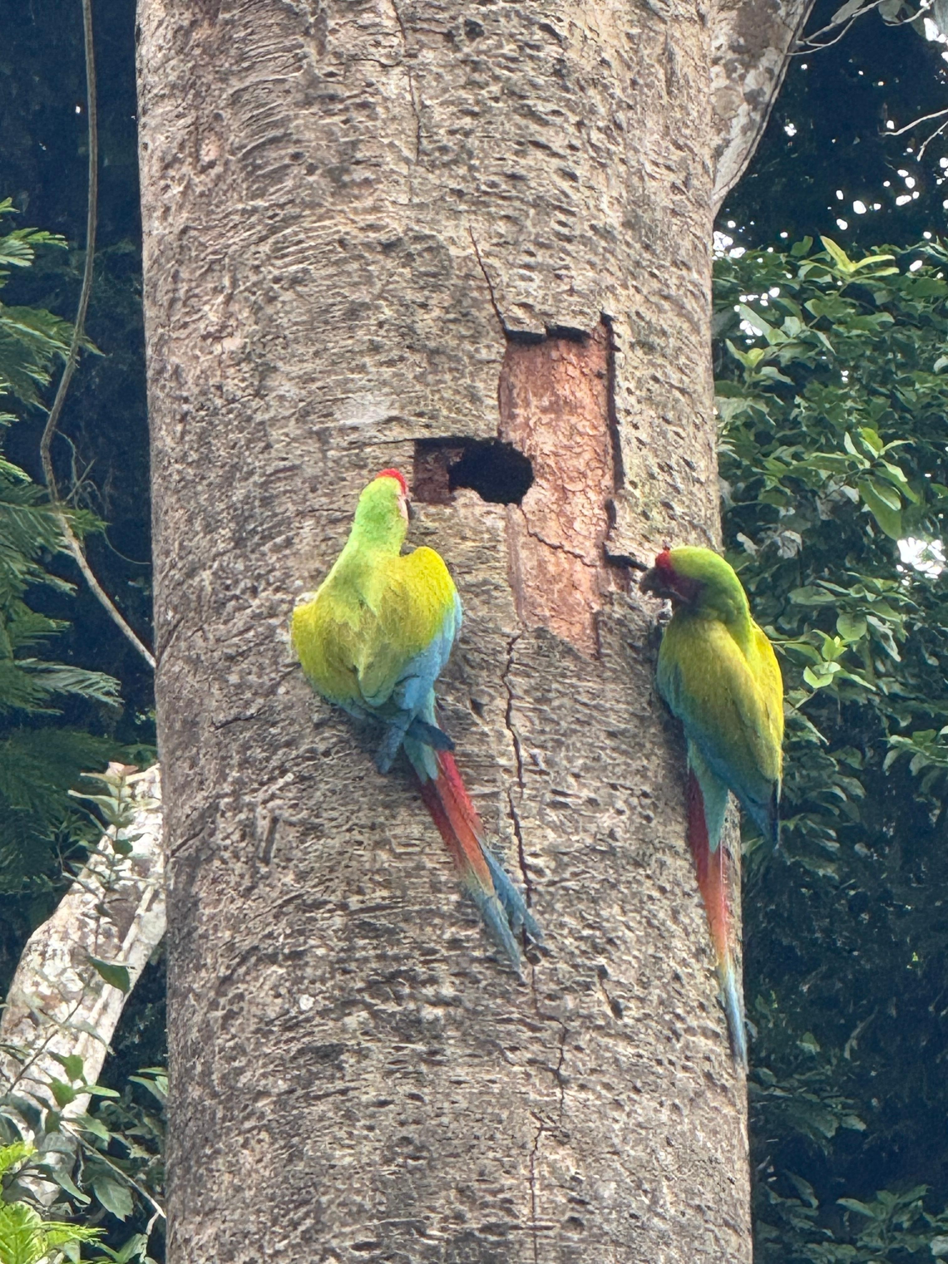 Endangered Great Green Parrots that stopped in a tree at KAÑIK. 