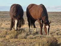 Wild horses