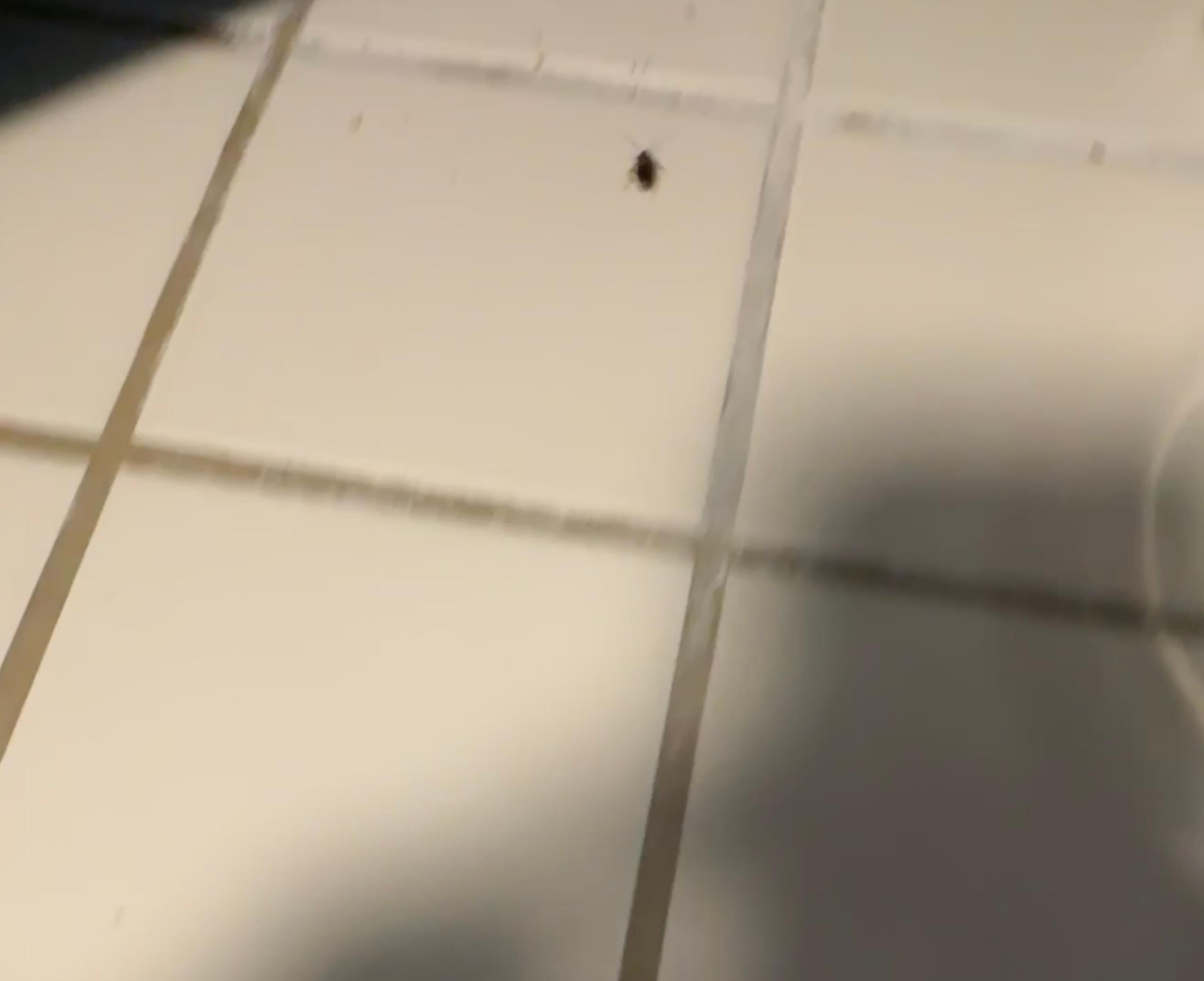 Cockroach 