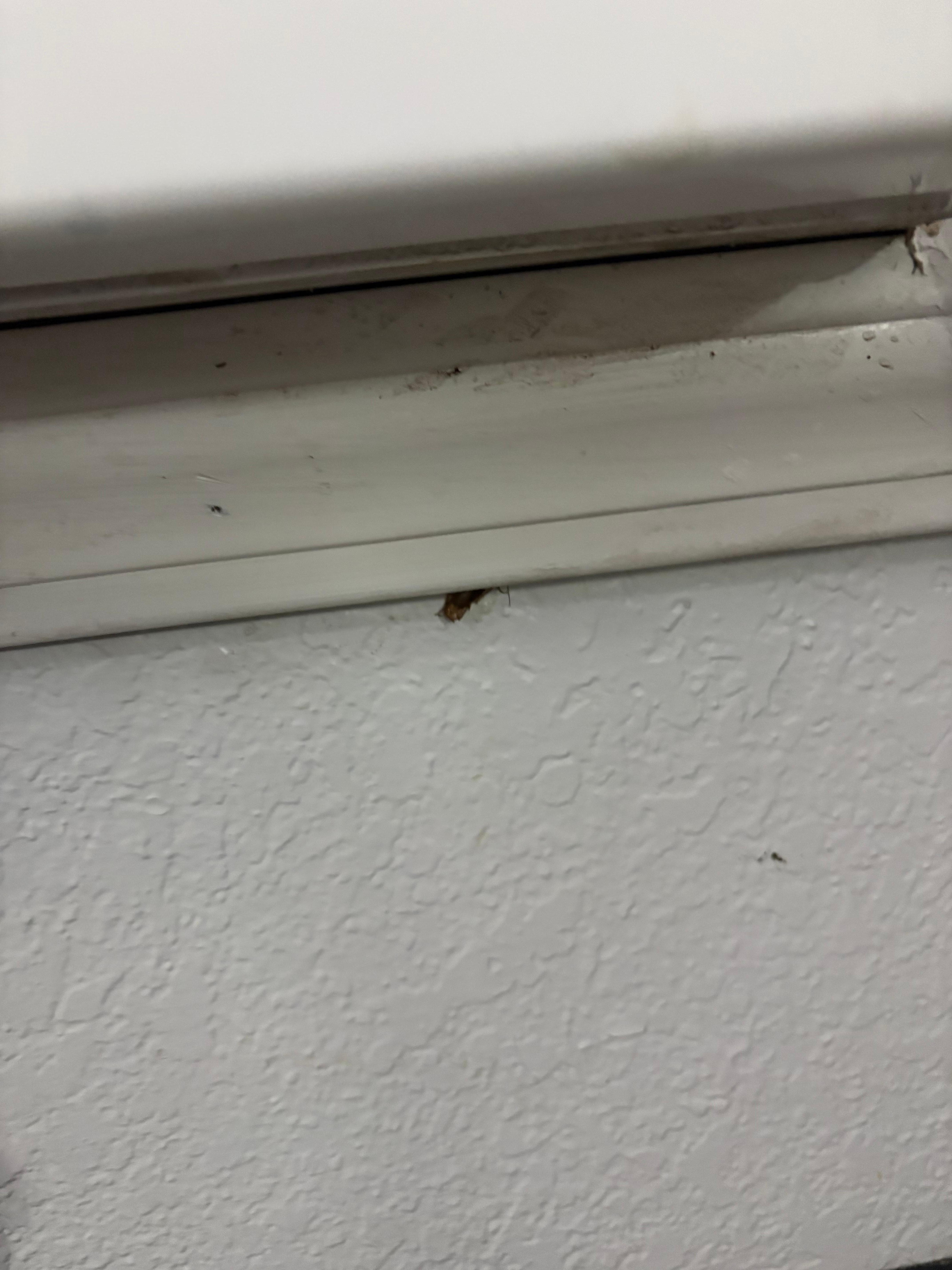 This is a roach I had to kill that was crawling up into the air conditioner. 