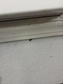 This is a roach I had to kill that was crawling up into the air conditioner.