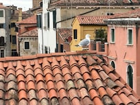 Another view, this time with one of the locals.