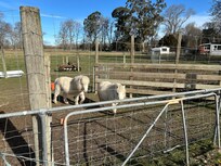 A couple of elderly ponies