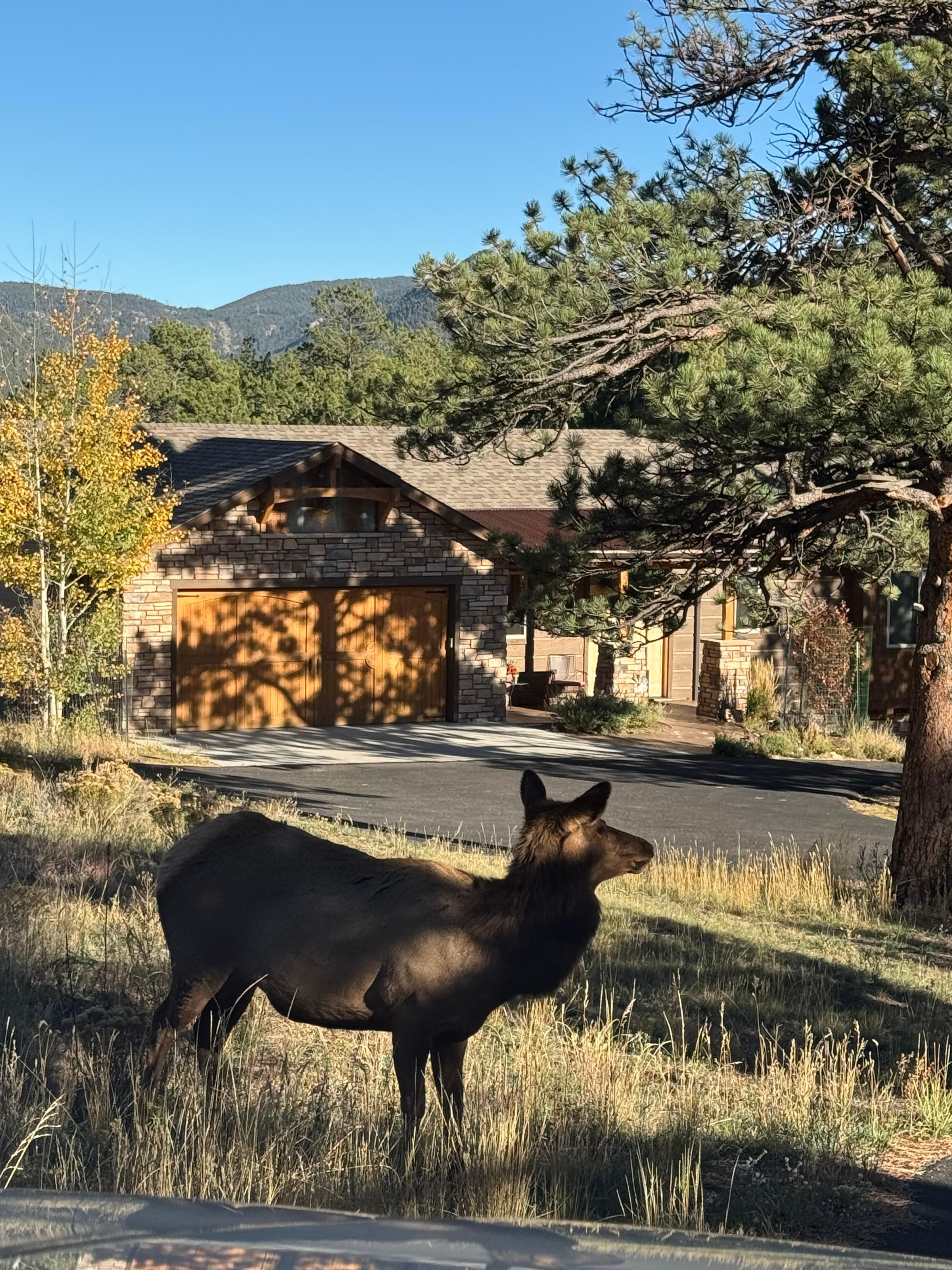 Elk in the front yard!