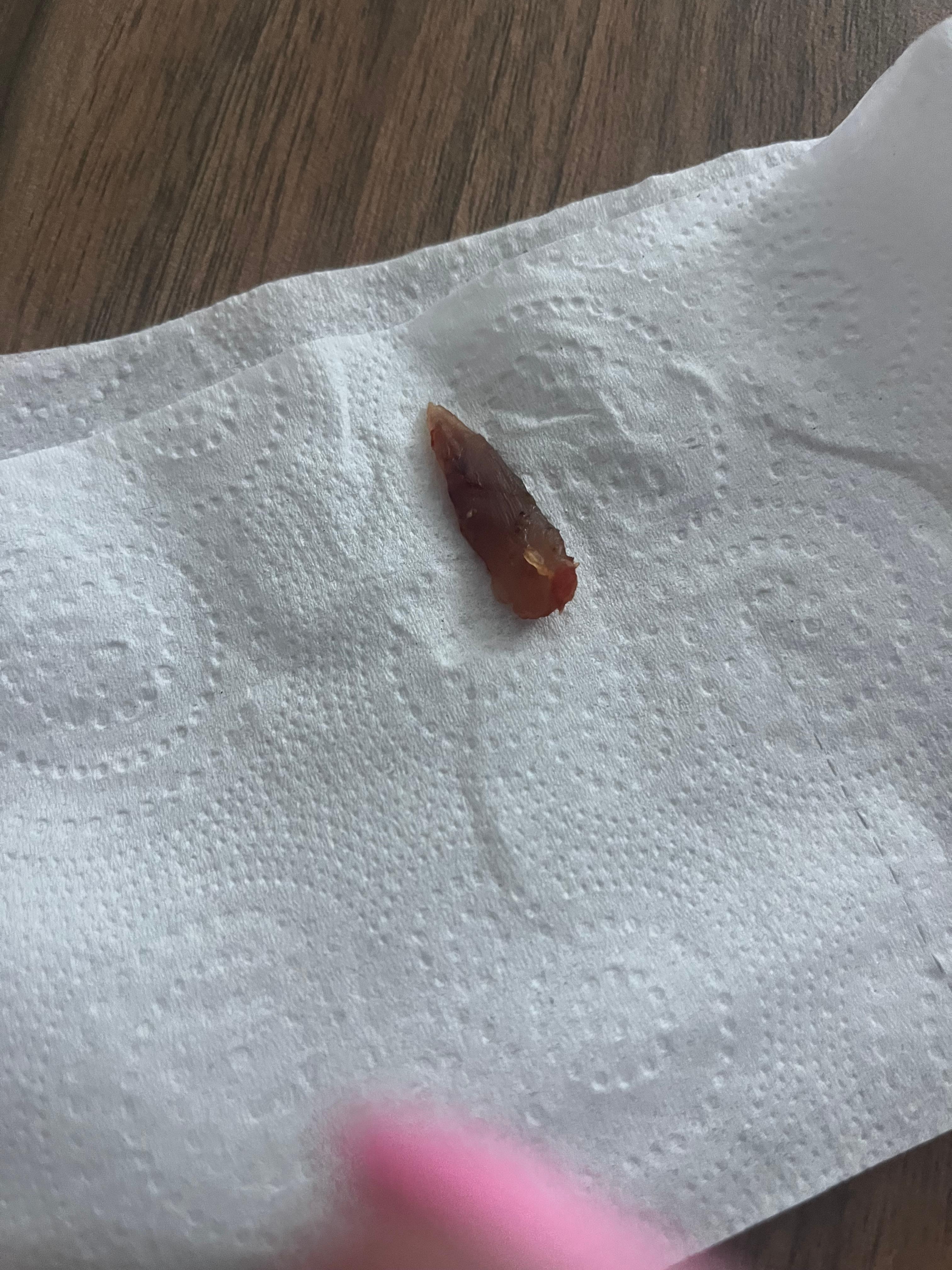 Shrimp tail found on floor