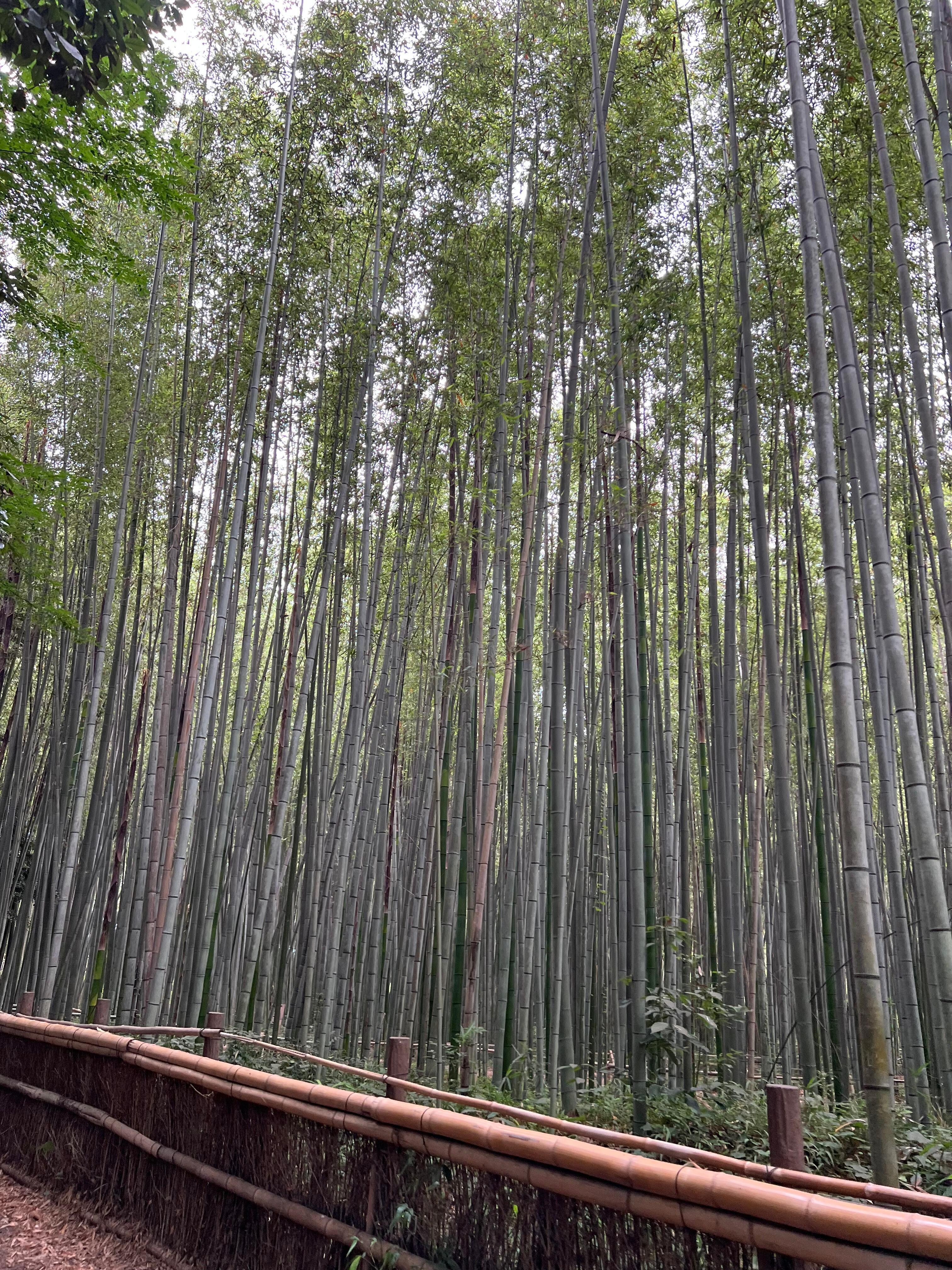 A short walk to teramachi area !