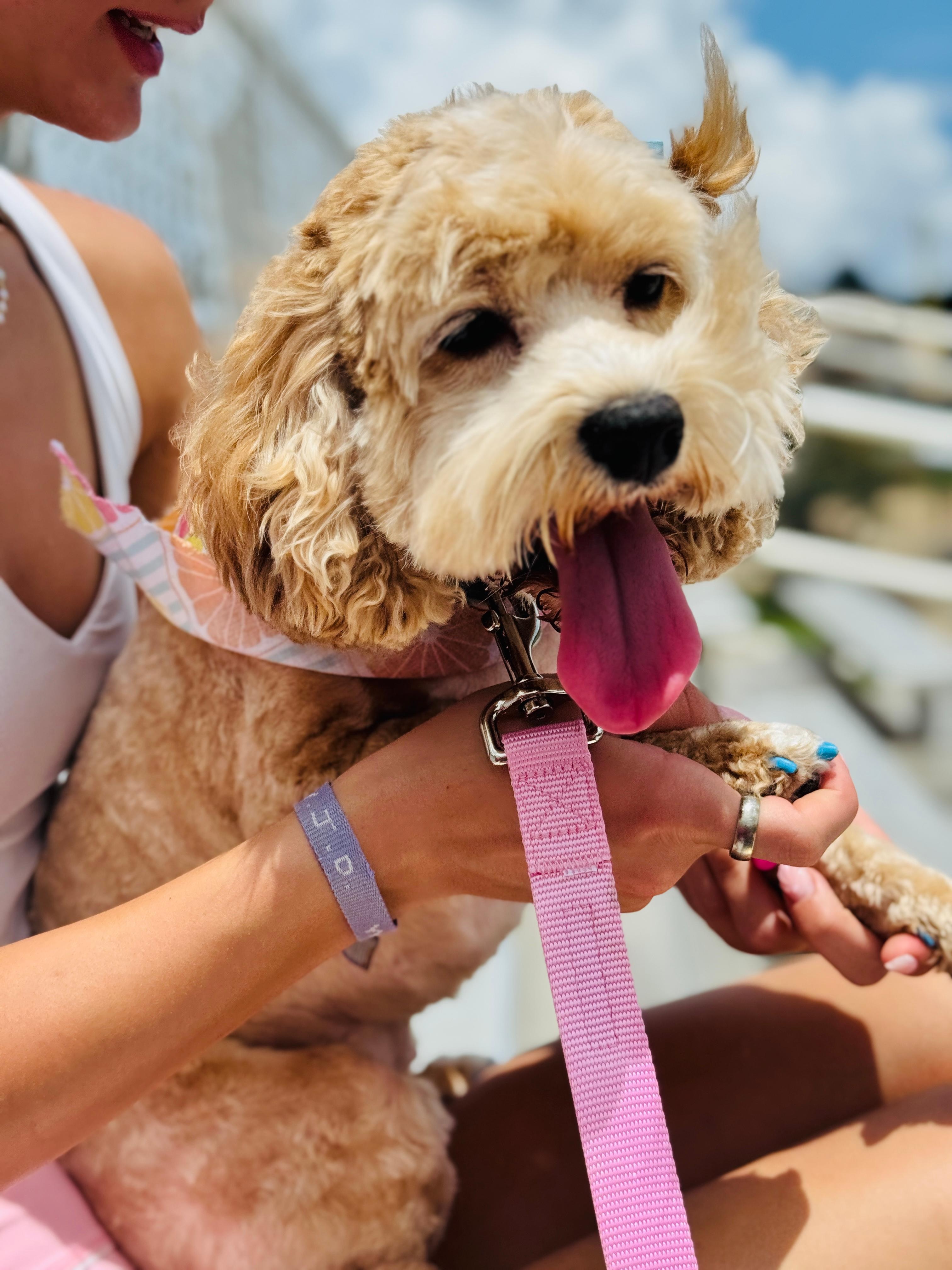 We even got to bring our princess with us! Fenced in backyard that is secure and the elite escape artist did not escape at all! Lol 