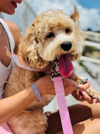 We even got to bring our princess with us! Fenced in backyard that is secure and the elite escape artist did not escape at all! Lol