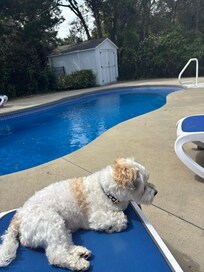 Dog friendly
