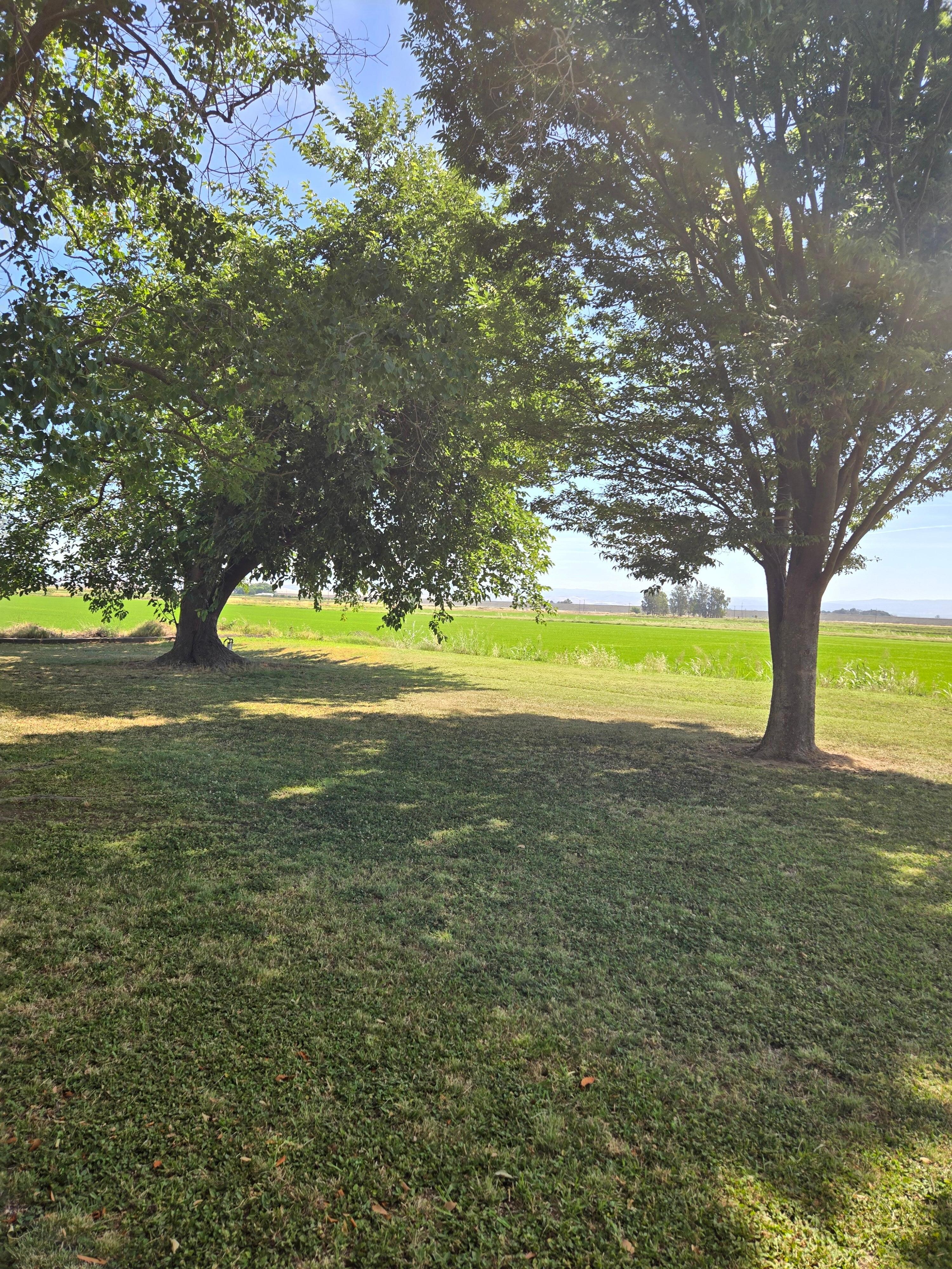 Front lawn area
