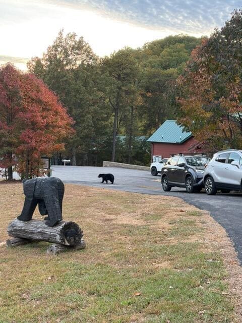 Saw a mamma bear and her two cubs. 