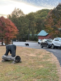 Saw a mamma bear and her two cubs.