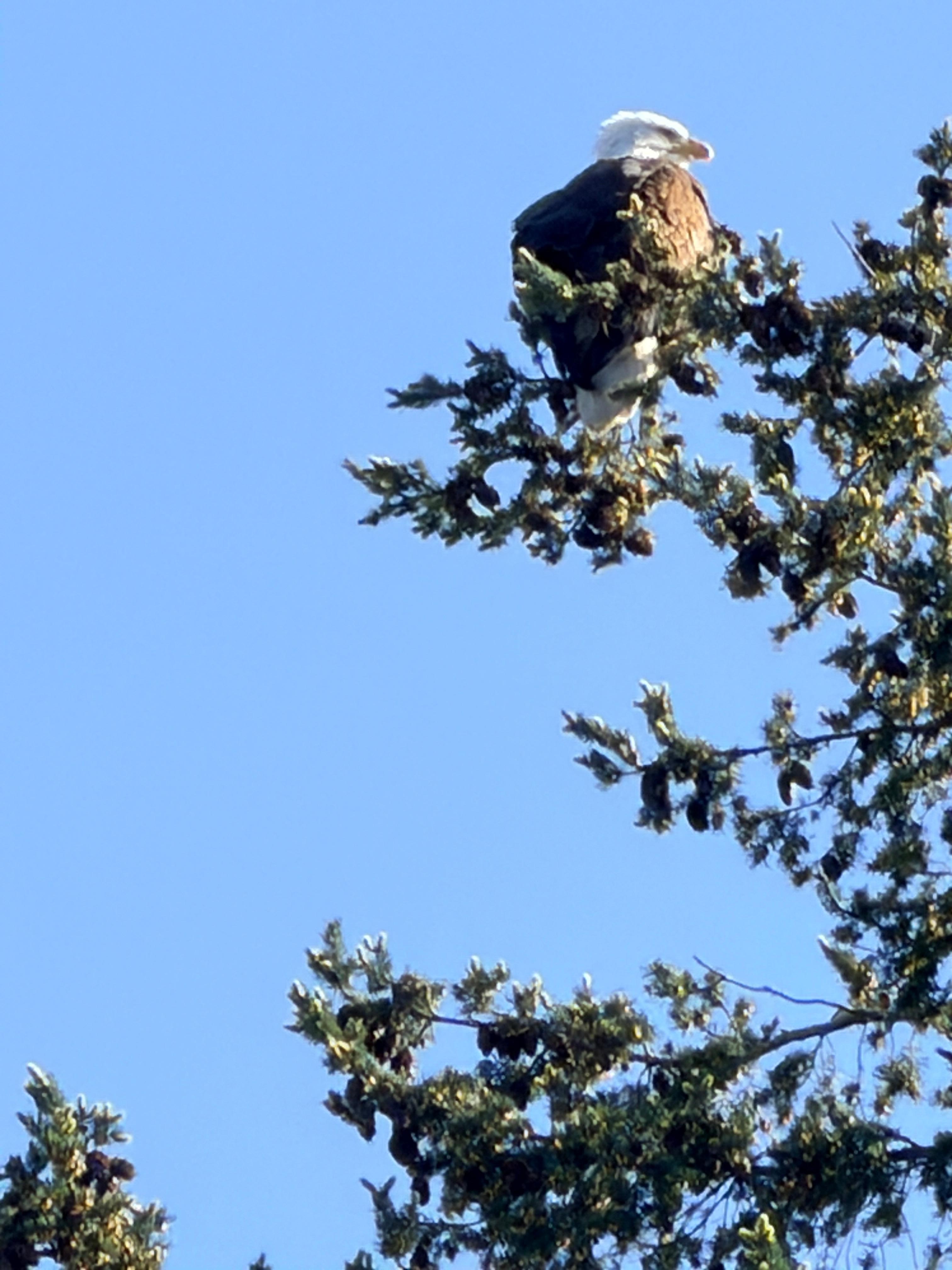 We saw an eagle each day we were there!