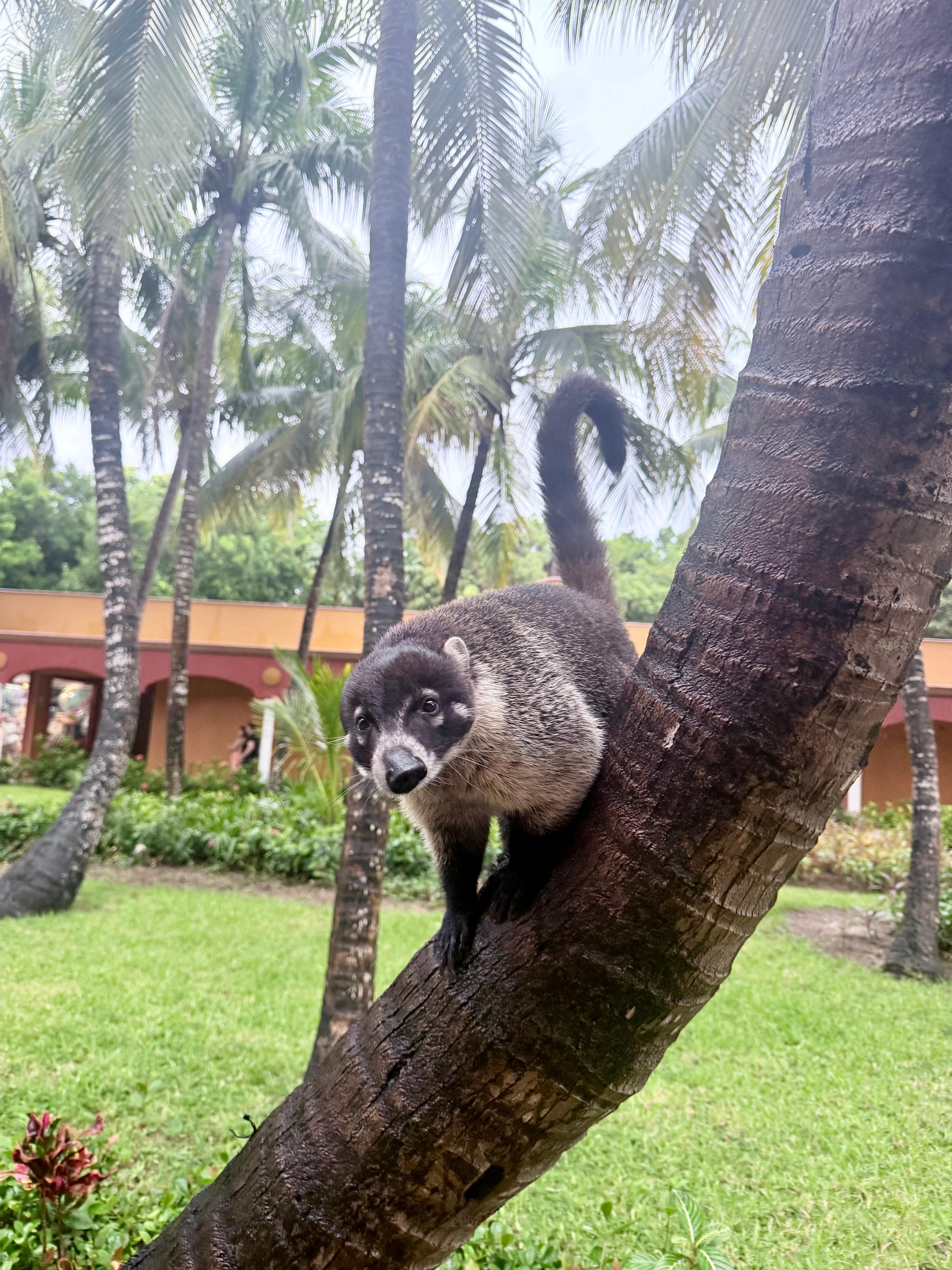 Coatí 