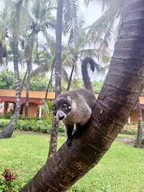 Coatí