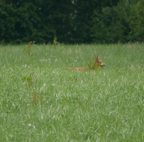 une biche aperçue le vendredi matin à l'arrière du gite