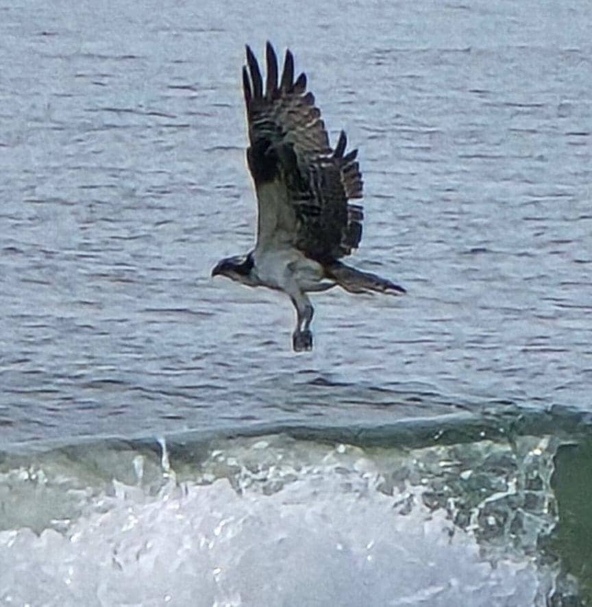 Enjoyed watching the Dolphins and birds right from the condo.