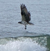 Enjoyed watching the Dolphins and birds right from the condo.