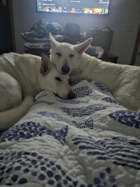 Pups are happy we're happy.