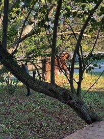 Duke taking a scratch on a tree out front.