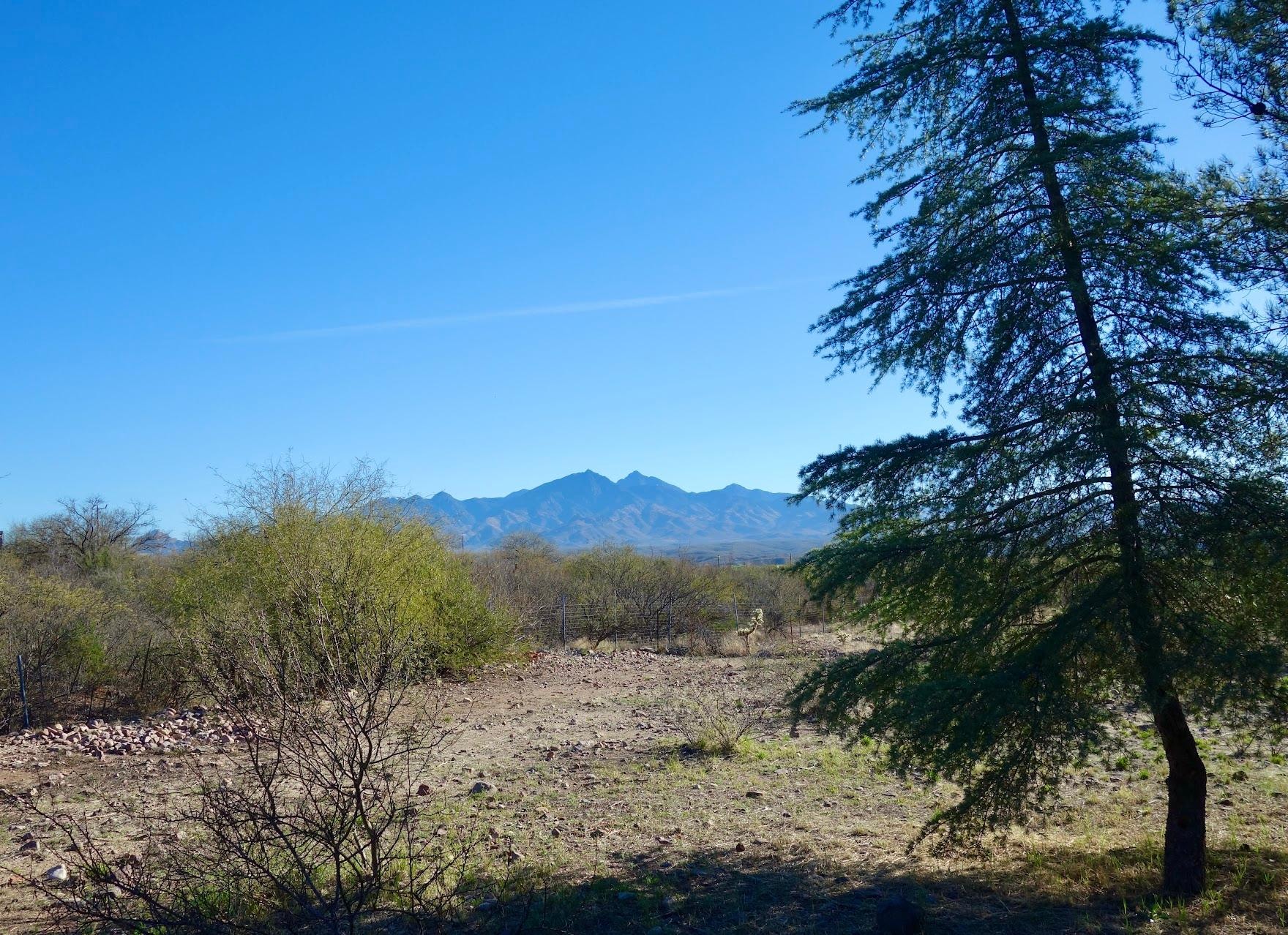 Here's a view of the Santa Ritas from the property.