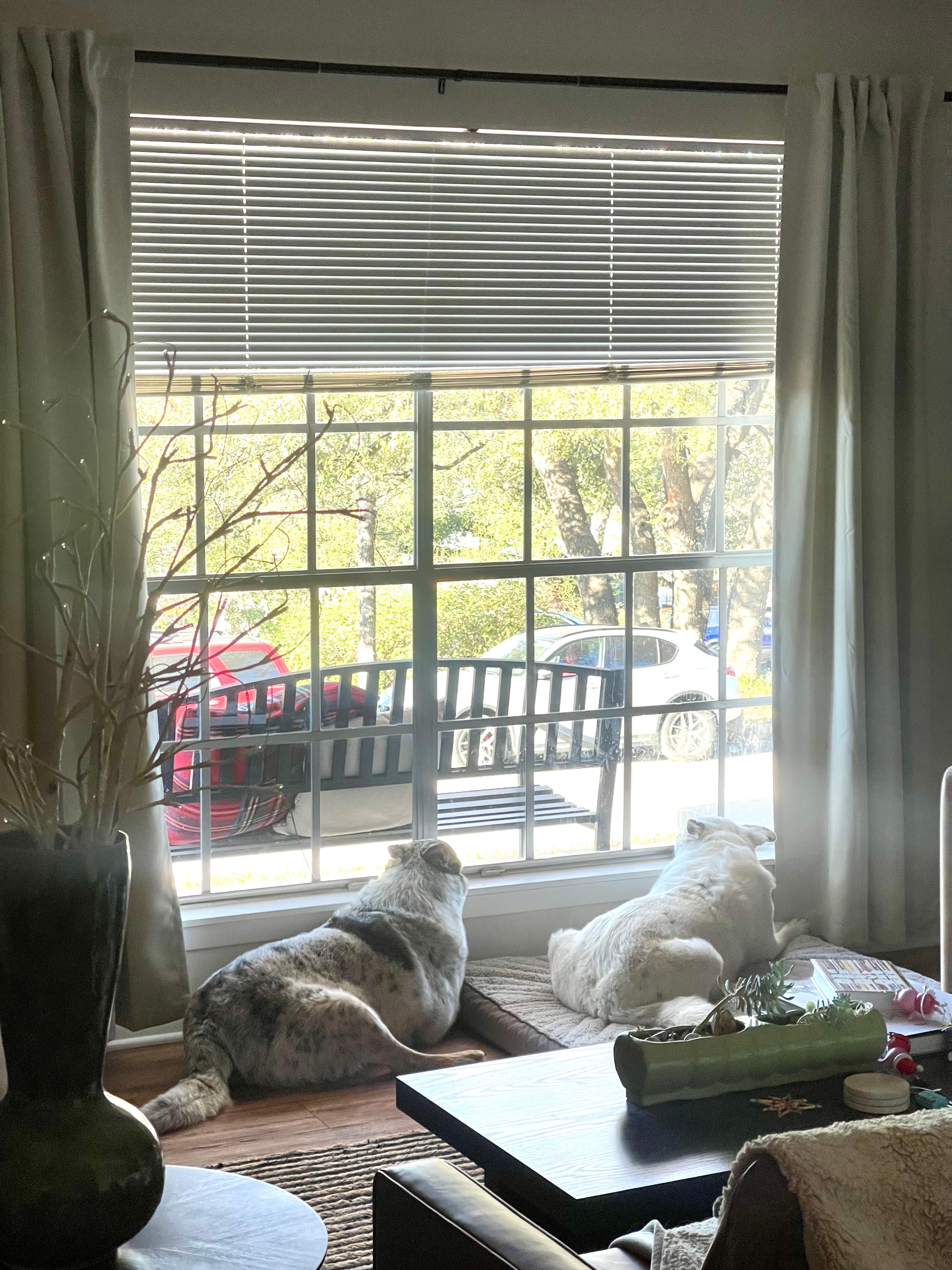 Always watching to see who's coming....