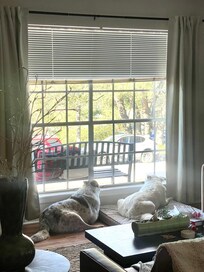 Always watching to see who's coming....