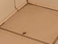 Dead cockroach on the floor, did not even clean the room before checking a guest in.