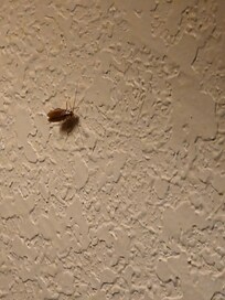 Roach 2