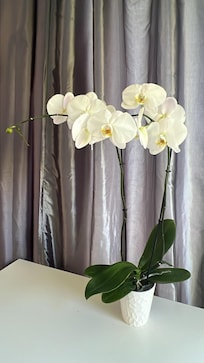 Owner had so many beautiful orchid plants throughout the house.