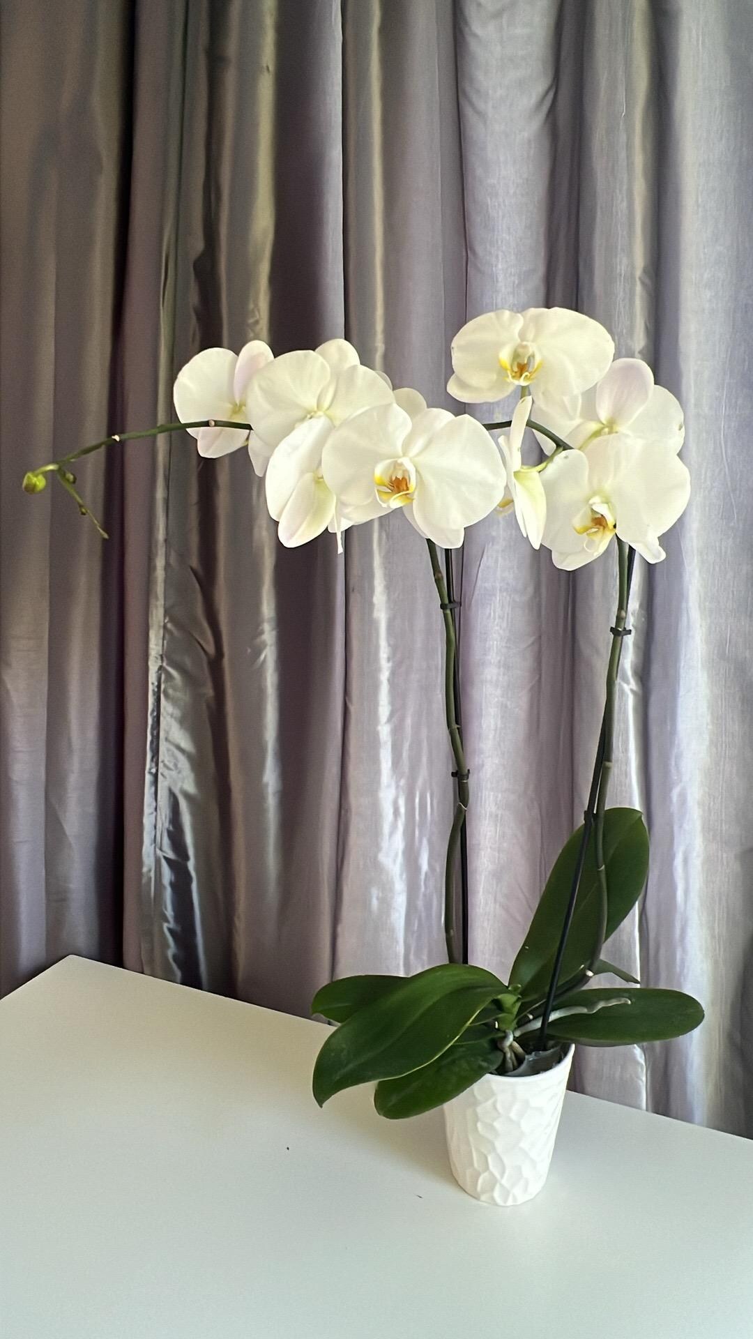 Owner had so many beautiful orchid plants throughout the house.