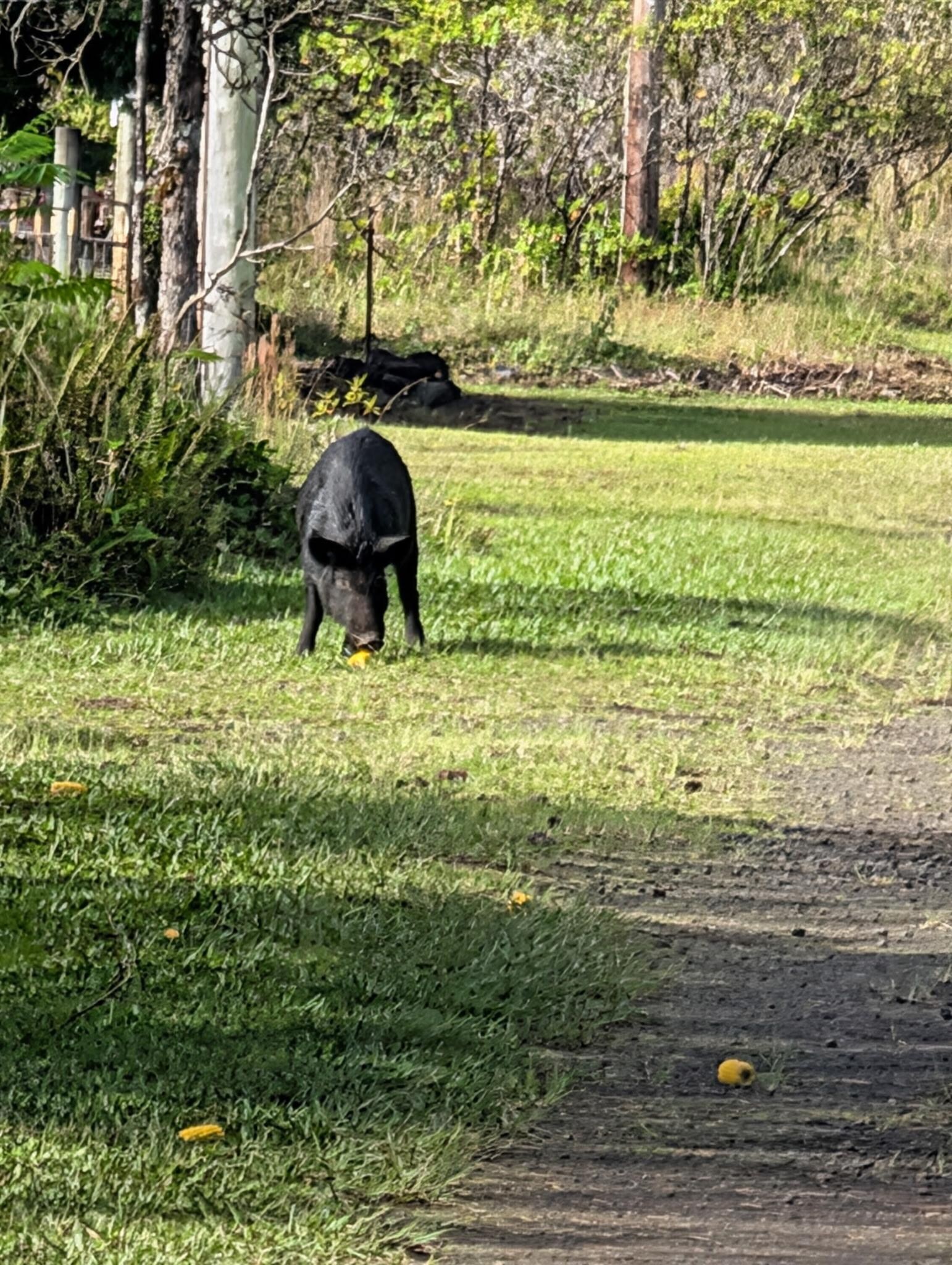 Grandkids got excited to see the wild pigs out on the road!