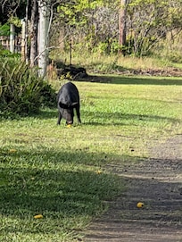 Grandkids got excited to see the wild pigs out on the road!