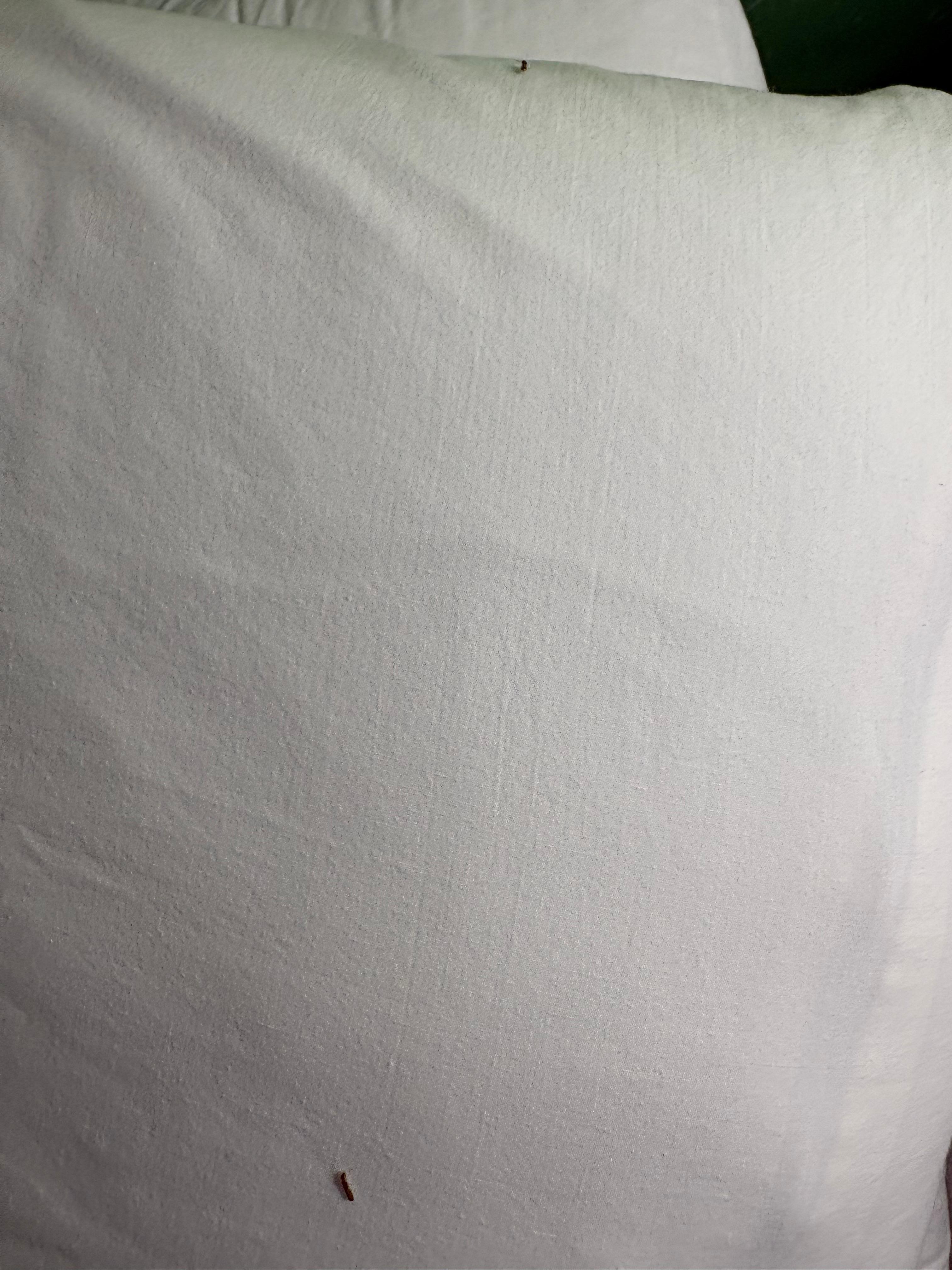 Termites on our pillows