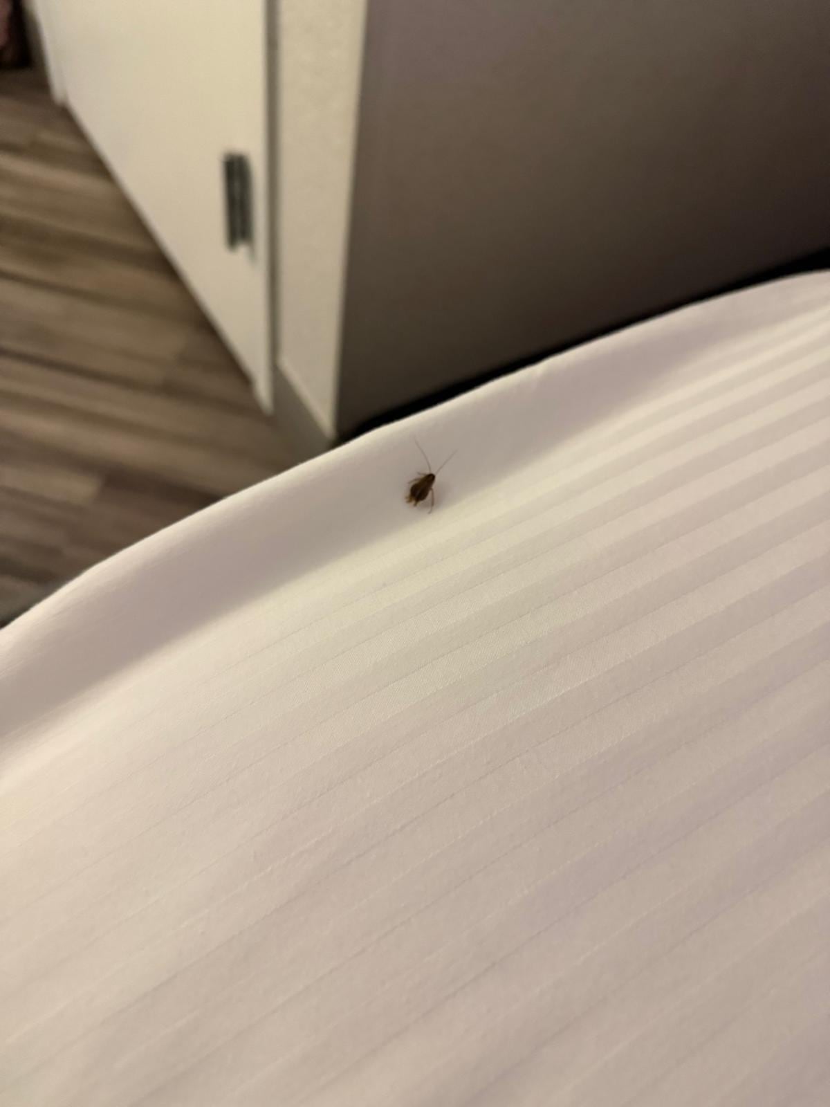 roach in bed