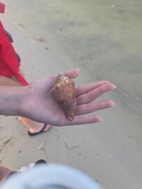 Hermit crab on Bird Island