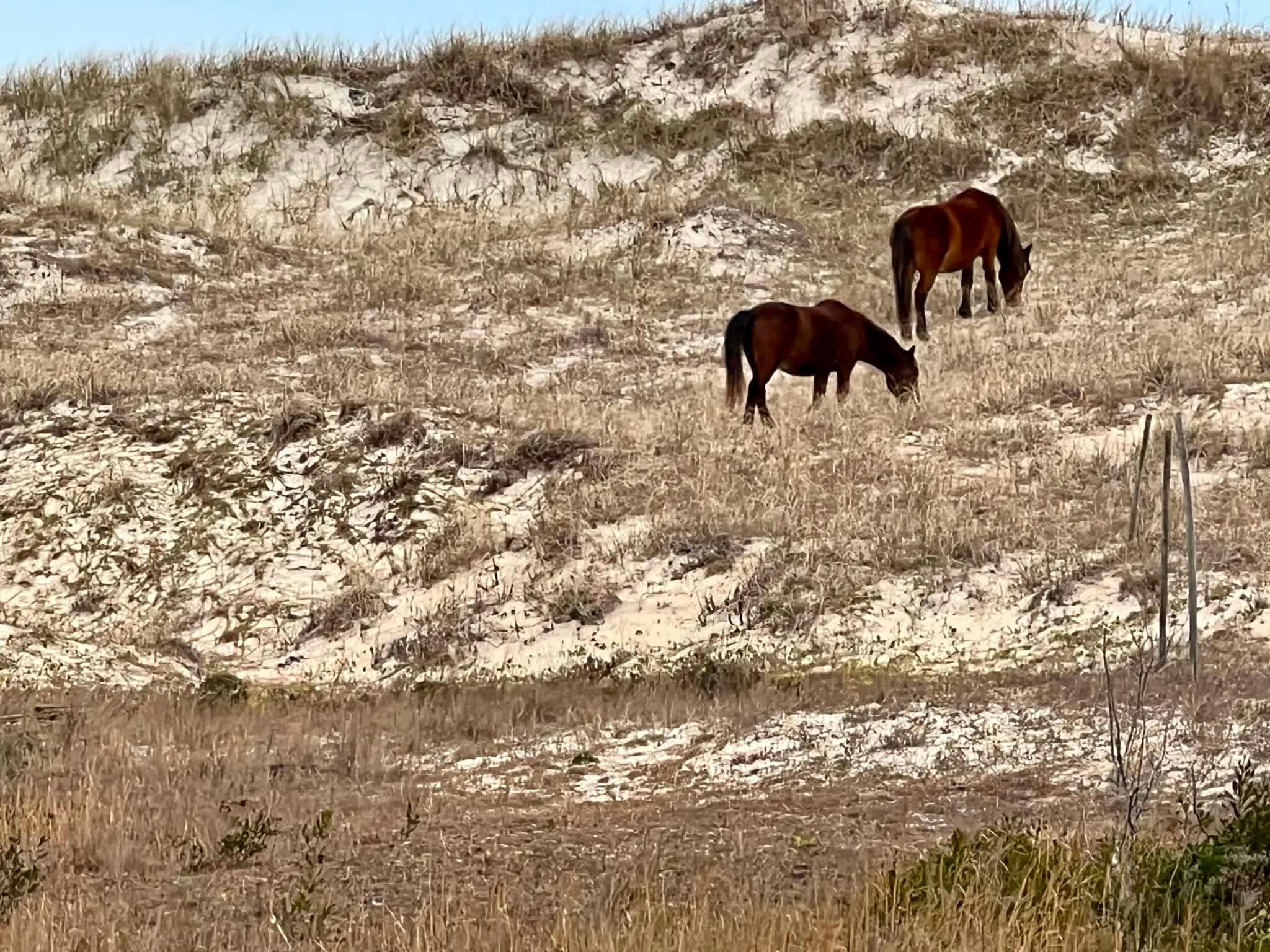 Corolla Wild Horse Tour