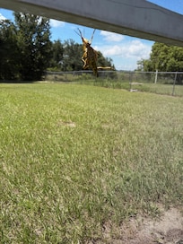 Biggest cricket we’ve ever seen!